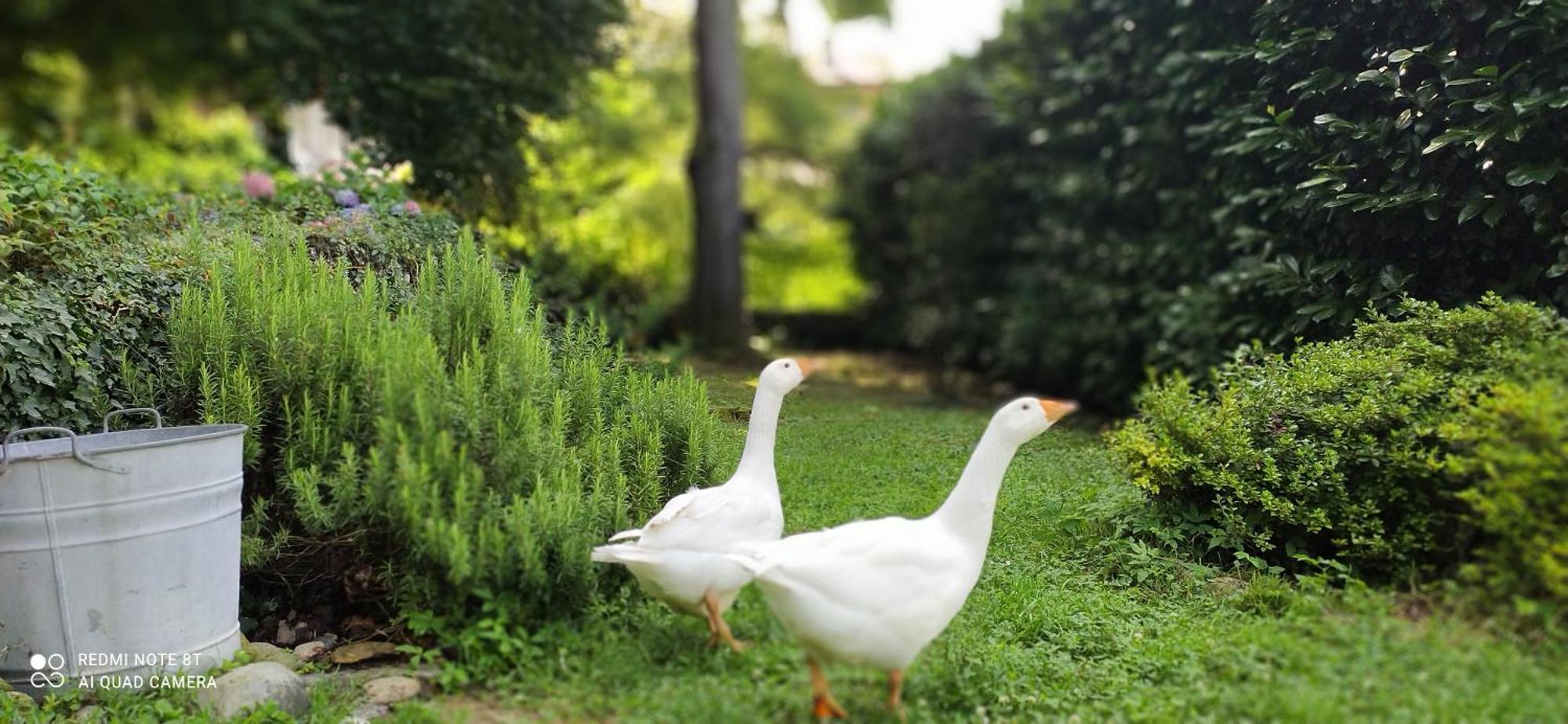 Casale Del Cantico Brenta エクステリア 写真